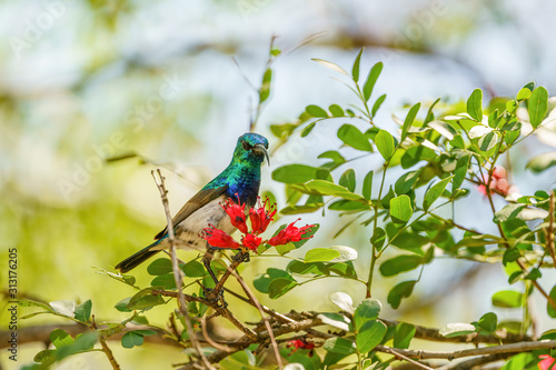 White-bellied Sunbird (Cinnyris talatala) taken in South Africa photo