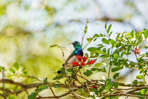 White-bellied Sunbird (Cinnyris talatala) taken in South Africa photo