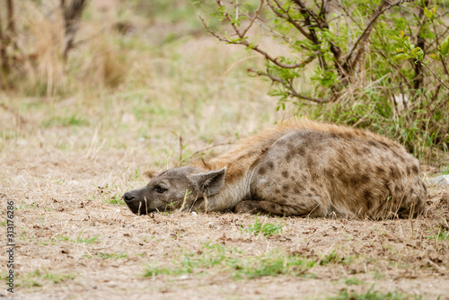 Spotted Hyena (Crocuta crocuta) resting, taken in South Africa