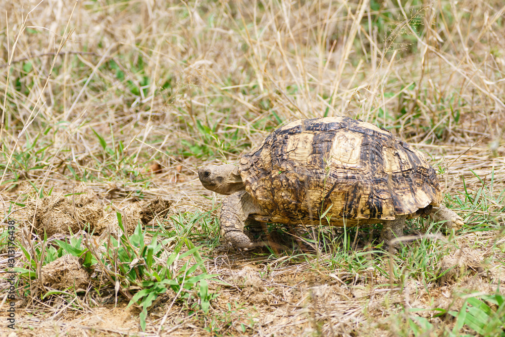 Obraz premium Leopard Tortoise (Stigmochelys pardalis)