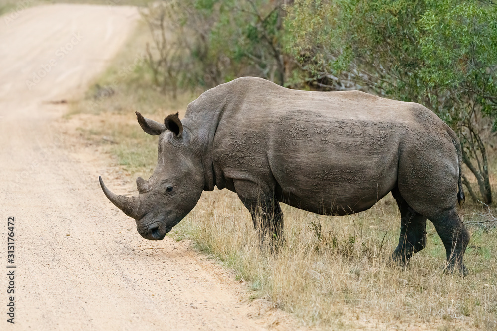 White Rhinoceros (Ceratotherium simum) White Rhinoceros (Ceratotherium simum)