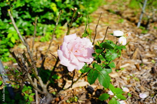 University of South Florida Botanic garden in Spring photo