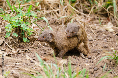 Dwarf Mongoose (Helogale parvula) mating, taken in South Africa