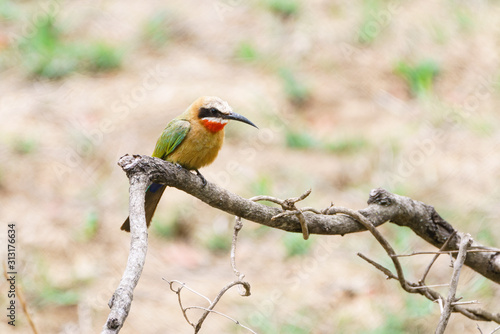 White-fronted Bee-eater (Merops bullockoides) © Chris