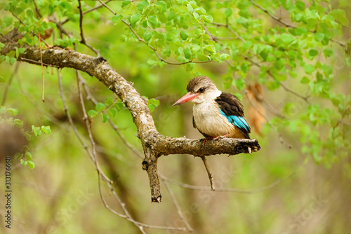 Brown-hooded Kingfisher (Halcyon albiventris) in South Africa photo