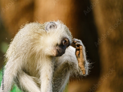 Vervet Monkey (Chlorocebus aethiops) sratching its head, taken in South Africa photo