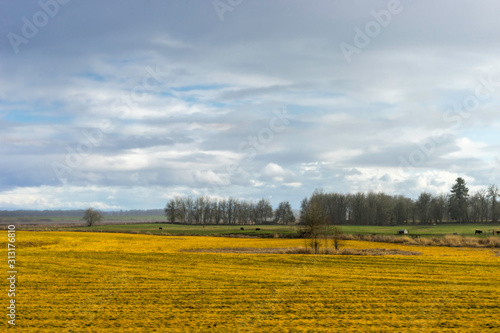 Sauvie Island, Oregon photo