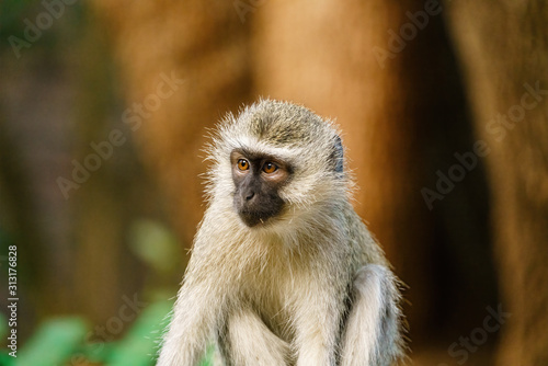 Vervet Monkey (Chlorocebus aethiops), taken in South Africa © Chris