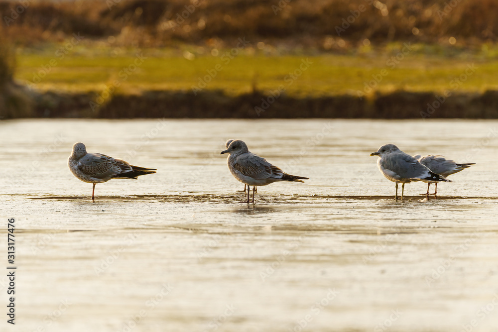 Fototapeta premium Black-headed gull (Chroicocephalus ridibundus) standing on a frozen pond in early morning light