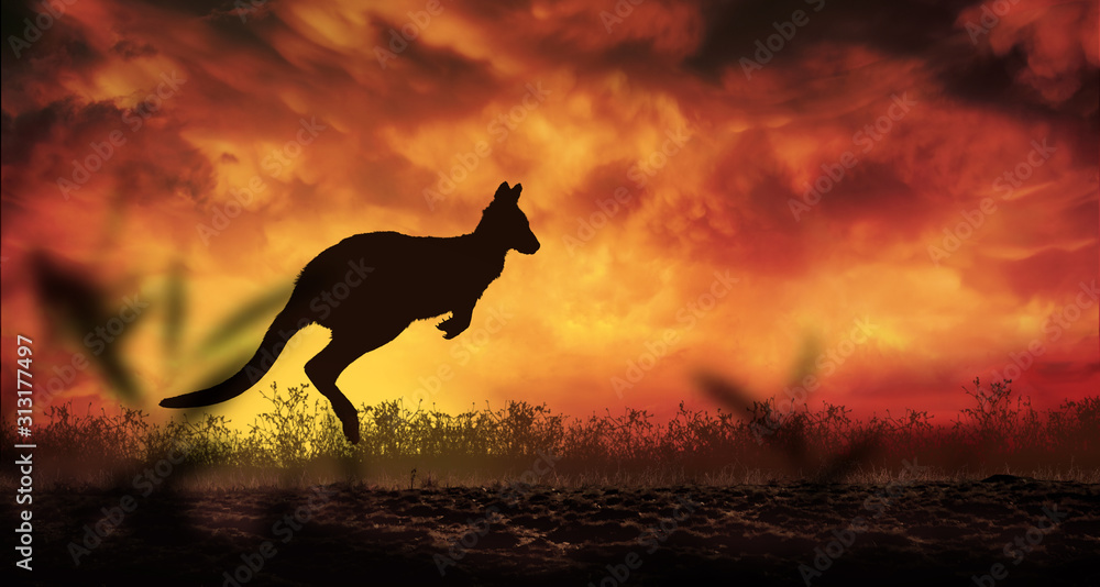 Kangaroo silhouette jumping at sunset - obrazy, fototapety, plakaty 