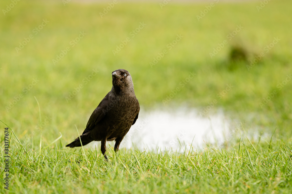 Jackdaw (Corvus monedula) standing in grass, taken in the UK Jackdaw (Corvus monedula) standing in grass, taken in the UK