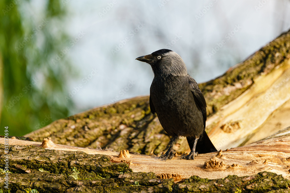 Fototapeta premium Jackdaw (Corvus monedula) perched on branch , taken in the UK