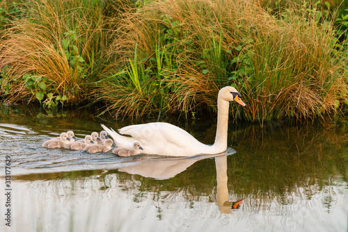 Mute swan (Cygnus olor) adult with cygnets next to grass island, taken in the UK photo