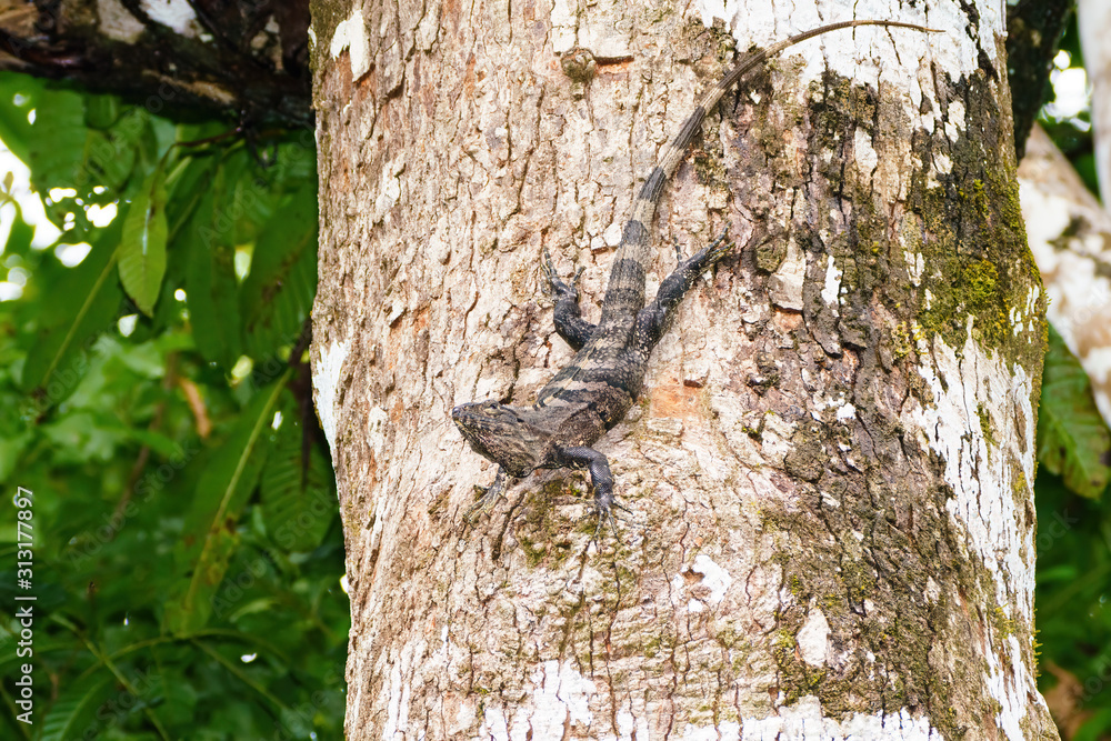 Obraz premium Black Spiny Tailed Iguana (Ctenosaura similis), taken in Costa R