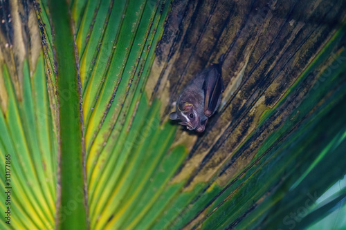 Tent-making Bat (Uroderma bilobatum) roosting in a palm frond, taken in Costa Rica photo