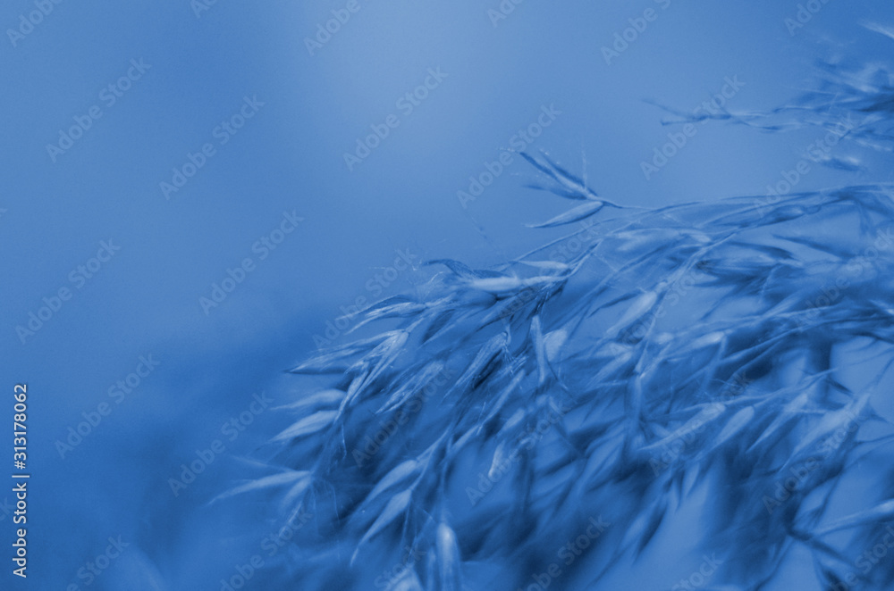 Classic blue background, copy space. Color of the year 2020. Nature floral background. Classic blue background, copy space. Color of the year 2020. Nature floral background.