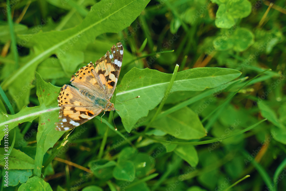 Butterfly on a grass. Fly in the garden. Butterfly on a grass. Fly in the garden.