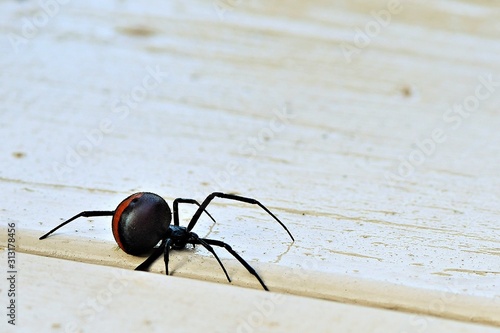 A redback spider, Australia's black widow, a venomous Australian native arachnid on a deck in Wonthaggi on the Bass Coast, South Gippsland, Victoria, Australia photo
