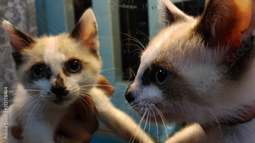 gatito 2
