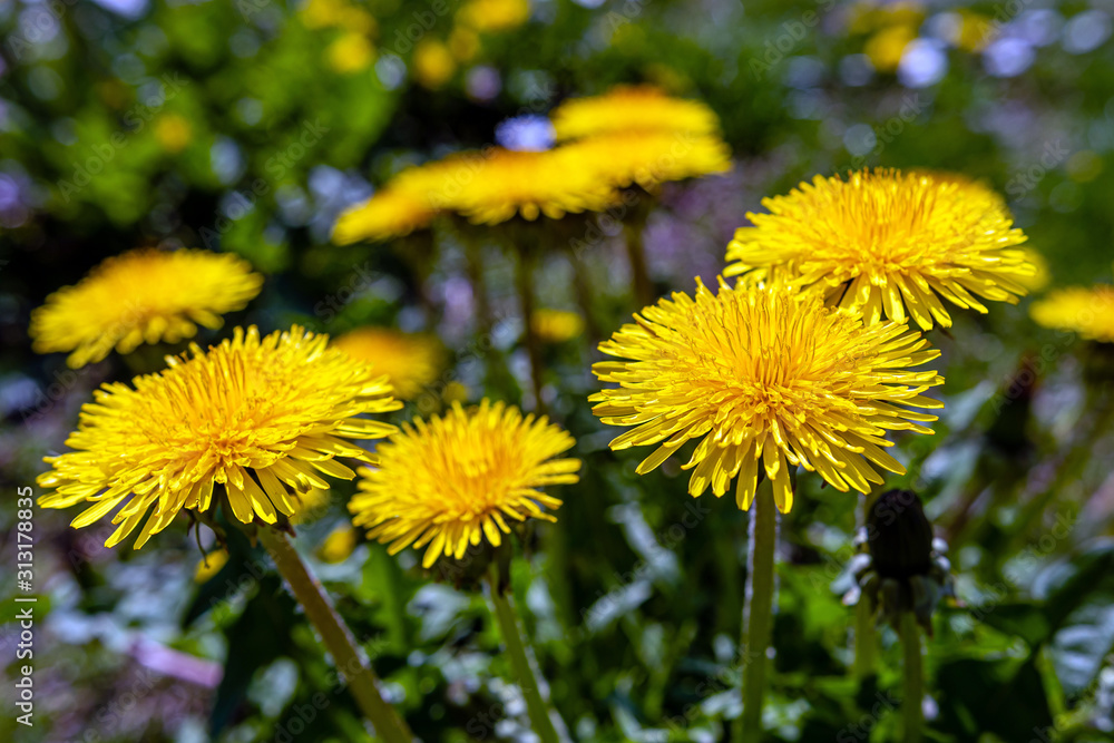 Yellow dandelions. Bright flowers dandelions on background of green spring meadows Yellow dandelions. Bright flowers dandelions on background of green spring meadows