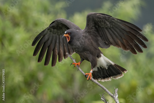 Snail Kite in Florida  © Harry Collins