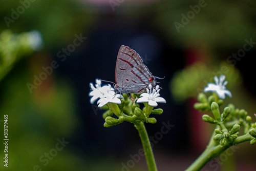 butterfly on flower © ry