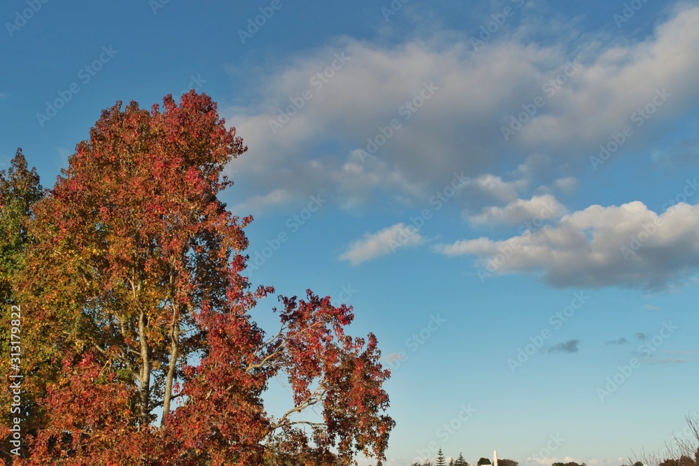 Autumn leaves on tree under cloudy blue sky Autumn leaves on tree under cloudy blue sky