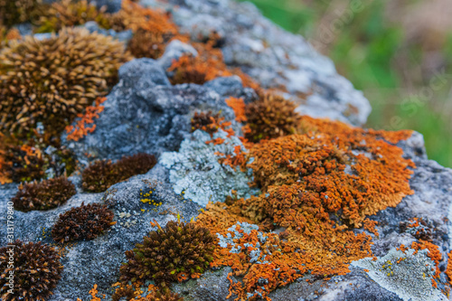 brown lichen on a rock in the Caucasus mountains on the Lagonaki plateau in Adygea. Focus on lichen