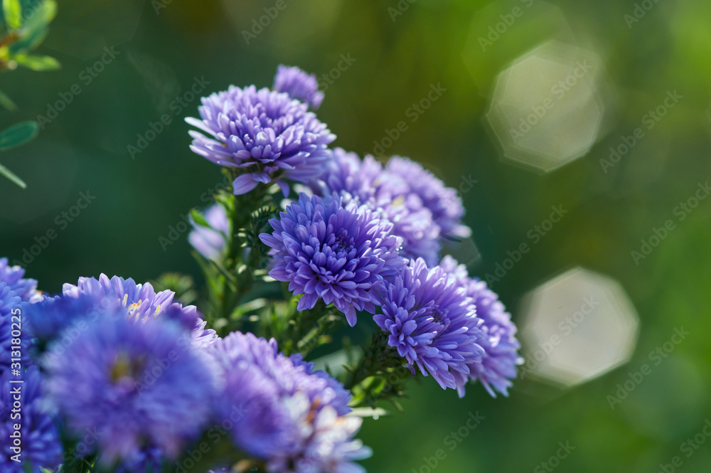 Close-up view tiny purple flowers Close-up view tiny purple flowers
