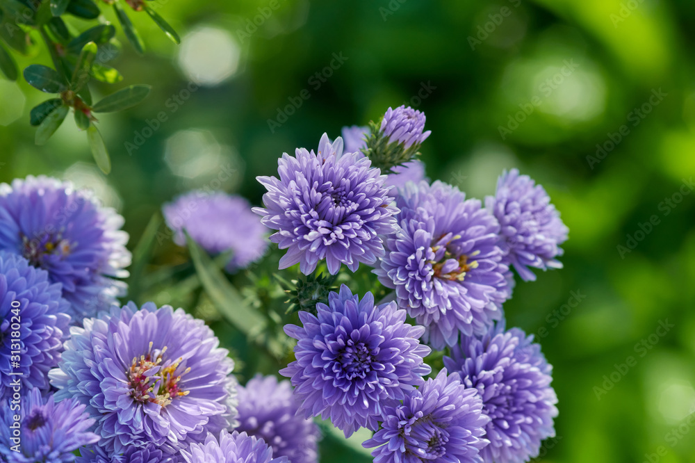 Close-up view tiny purple flowers Close-up view tiny purple flowers