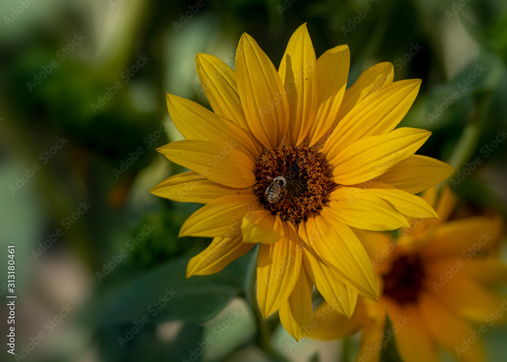 Sunflower pollinator in action. Flower and bee with copy space Sunflower pollinator in action. Flower and bee with copy space