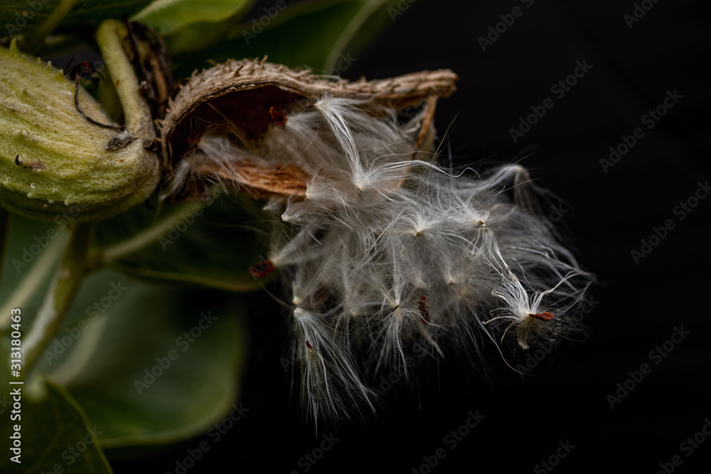 Milkweed (Asclepias)  seedpod opening, lateral view, against black