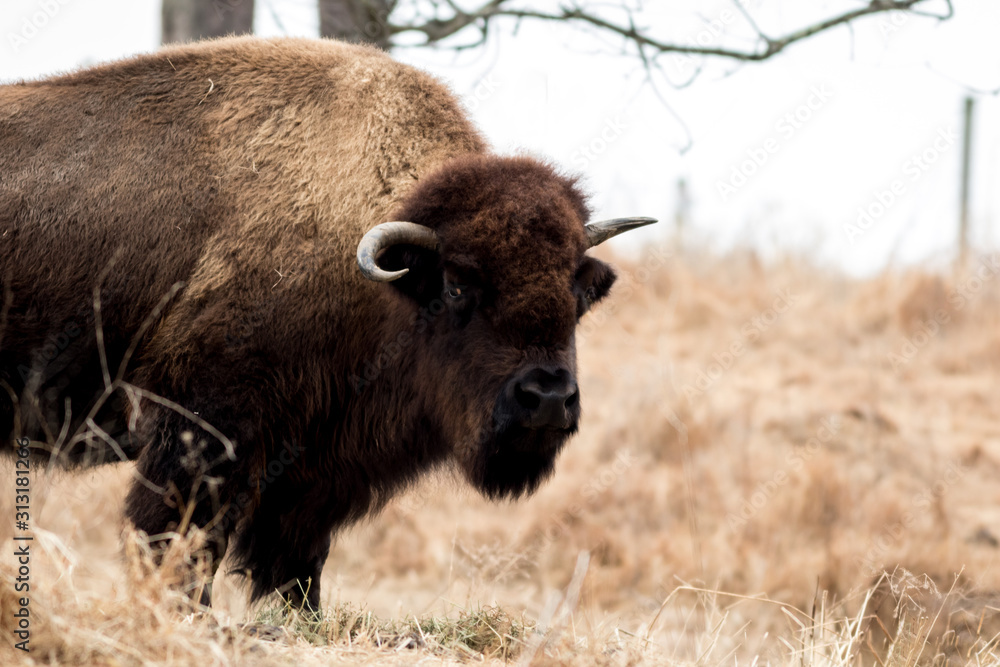 Great male Bison in field early winter