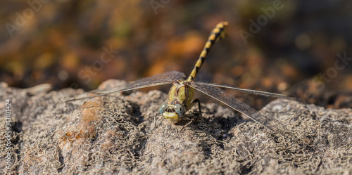 Dragonfly © NorthwestWildImages