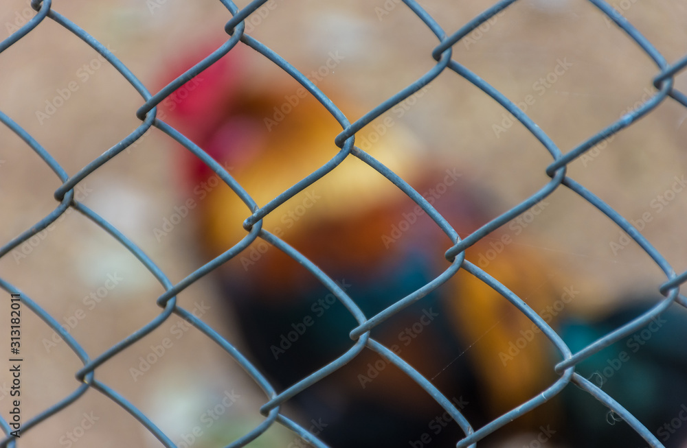 Fototapeta premium Wire