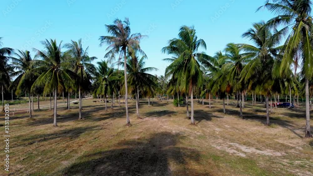 Aerial flying through a palm grove in Thailand. Aerial flying through a palm grove in Thailand.