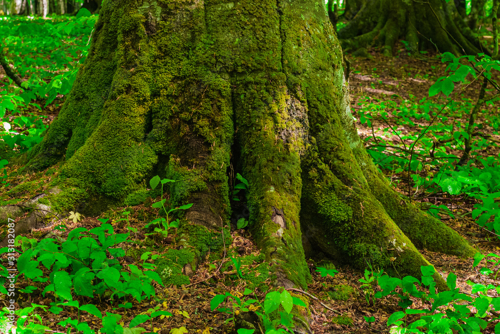 the roots and trunk of the tree covered with green wet close-up. In the Caucasus mountains