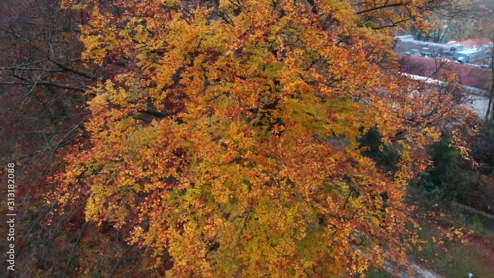 Munich Autumn trees in the english garden with a drone in the afternoon and evening at 4k 24fps Munich Autumn trees in the english garden with a drone in the afternoon and evening at 4k 24fps