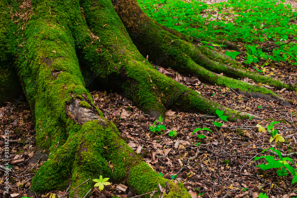 the roots and trunk of the tree covered with green wet close-up. In the Caucasus mountains the roots and trunk of the tree covered with green wet close-up. In the Caucasus mountains