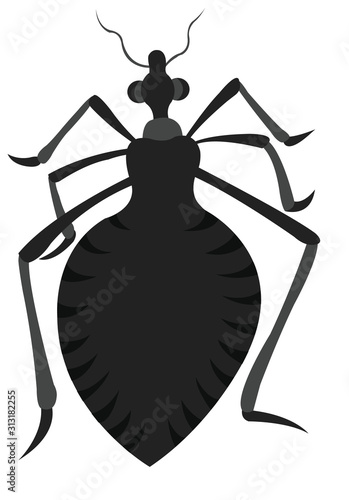 A common household Bug