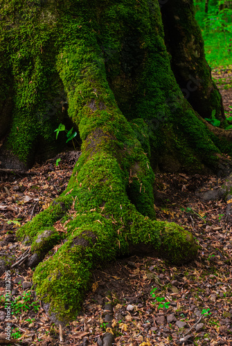 the roots and trunk of the tree covered with green wet close-up. In the Caucasus mountains