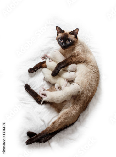 Cat feeds newborn kittens milk © Miramiska