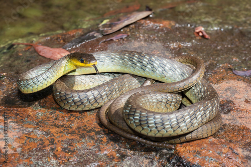 Common Tree Snake. photo