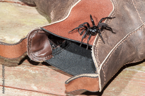 Sydney Funnel Web Spider photo