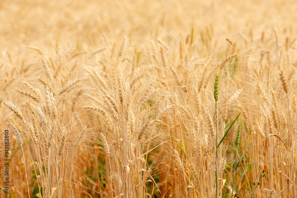 Wheat crop field. Ears of golden wheat close up. Ripening ears of wheat field background. Rich harvest Concept. Wheat crop field. Ears of golden wheat close up. Ripening ears of wheat field background. Rich harvest Concept.