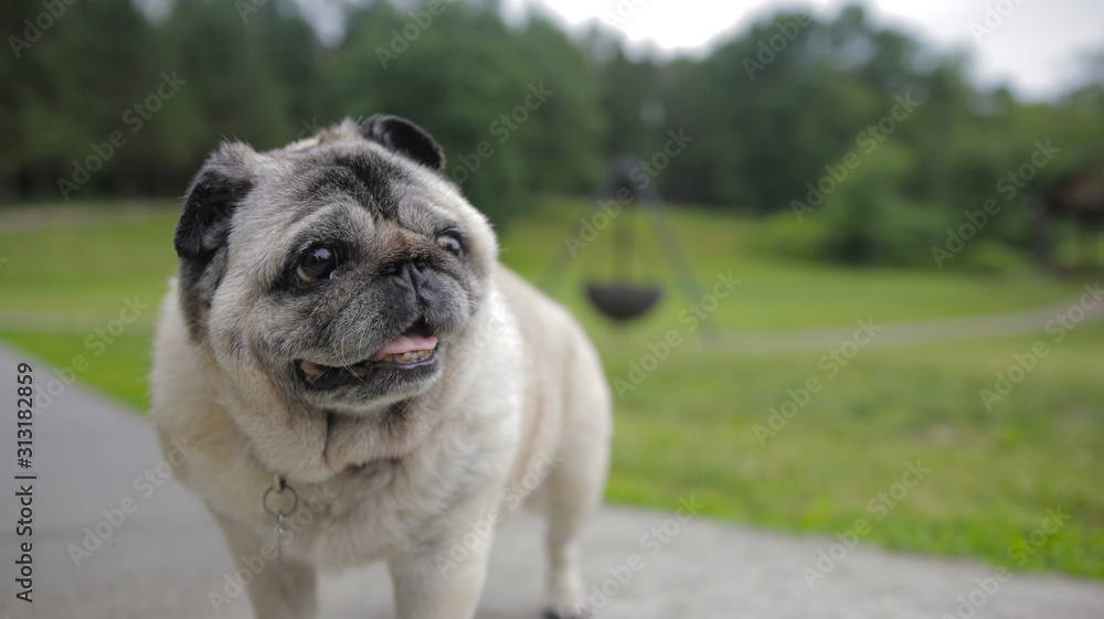 Pug In Backyard