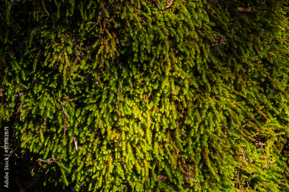 green wet moss close-up. In the Caucasus mountains. focusing on moss green wet moss close-up. In the Caucasus mountains. focusing on moss