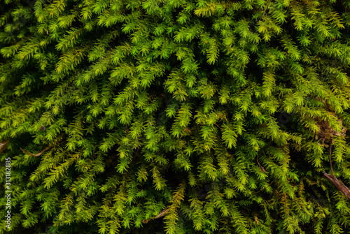 green wet moss close-up. In the Caucasus mountains. focusing on moss