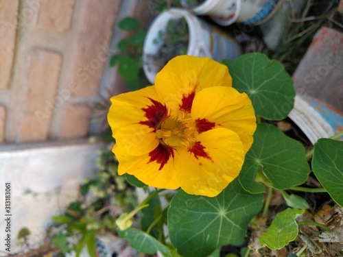 Yellow Amapola (Papaveraceae) - Vallegrande, Santa Cruz - Bolivia photo