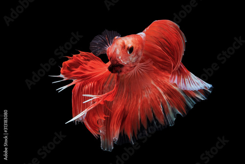 Beautiful colors"Halfmoon Betta" capture the moving moment beautiful of siam betta fish in THAILAND on black background
